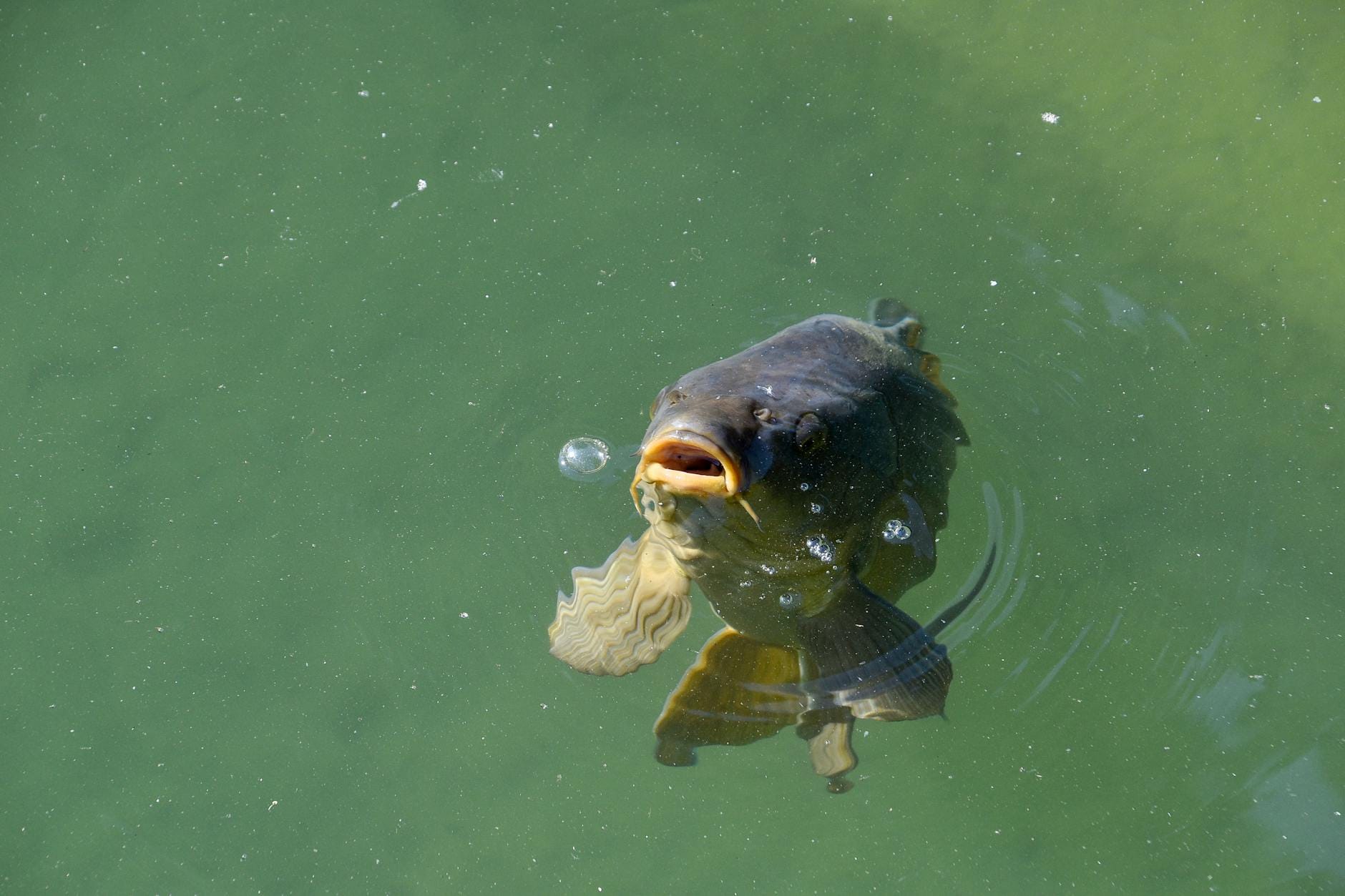 A close-up shot of a common carp surfacing in a green pond, captured in daylight.