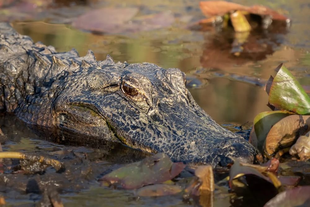 Florida's Statewide Alligator Season Opens With New Super Hunt Program and Record Permit Count