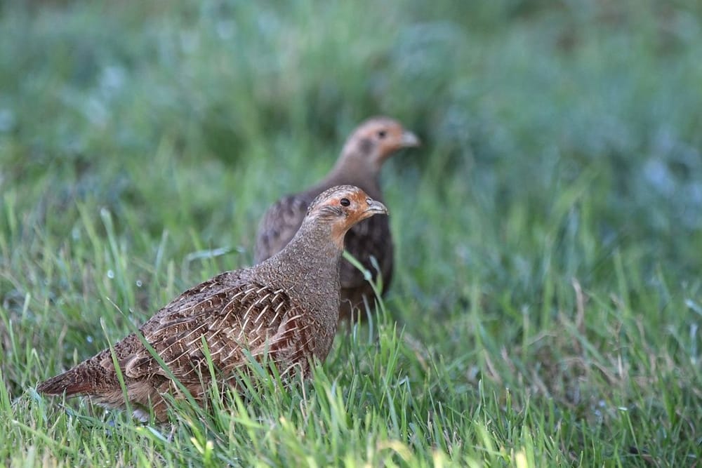 Partridge Shooting Season 2026: What Opens September 1st and How It Differs From Grouse
