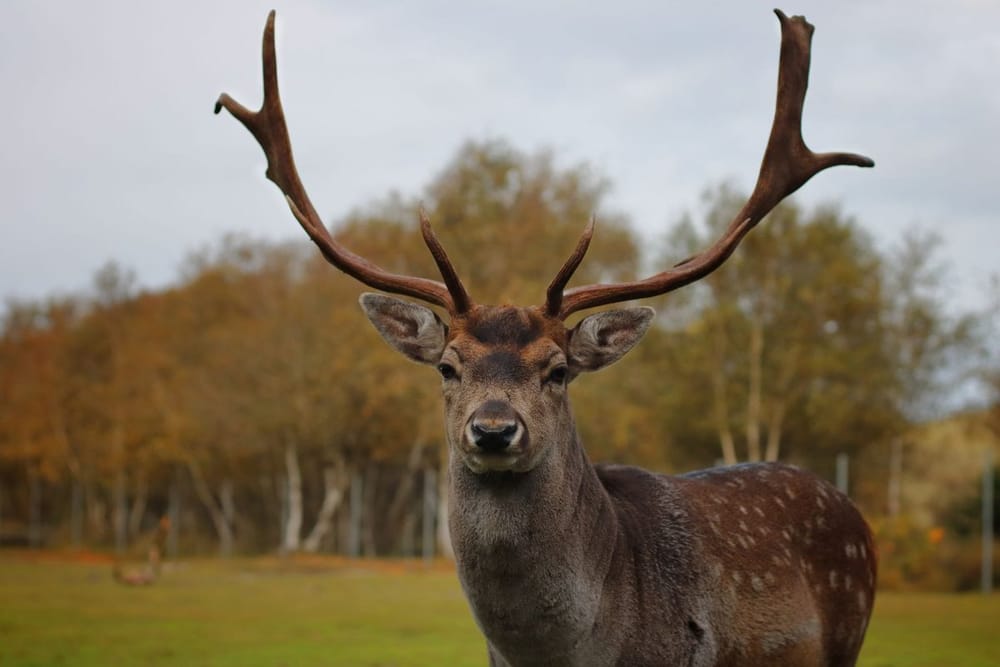 Stalking the Fallow Rut: Finding the Stand, Getting in Range and Knowing When to Leave the Buck Alone