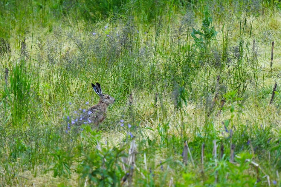 Conservation Economics: How Hunter Dollars Protect Wildlife
