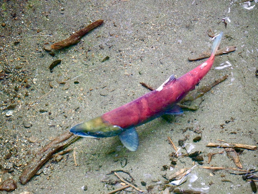Alaskan Sockeye: Combat Fishing with Dignity