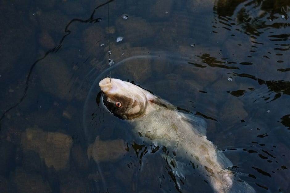 Smallmouth Bass in River Current: Topwater, Tubes, and Timing