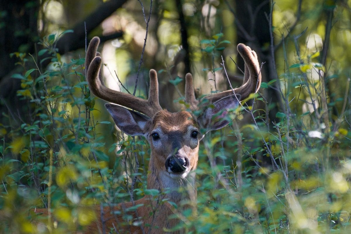 Summer Deer Scouting in June 2026: The Velvet-Season Work That Quietly Decides Whether You Tag a Mature Buck in the Fall