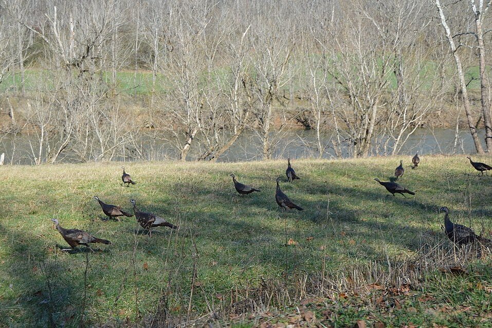 Fall Turkey Hunting: Breaking Up the Flock and Why Fall Calling Isn't Spring Calling