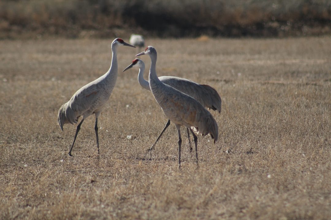 Sandhill Crane Hunting in September: The Dakota Opener and How to Fool a Bird Smarter Than a Turkey