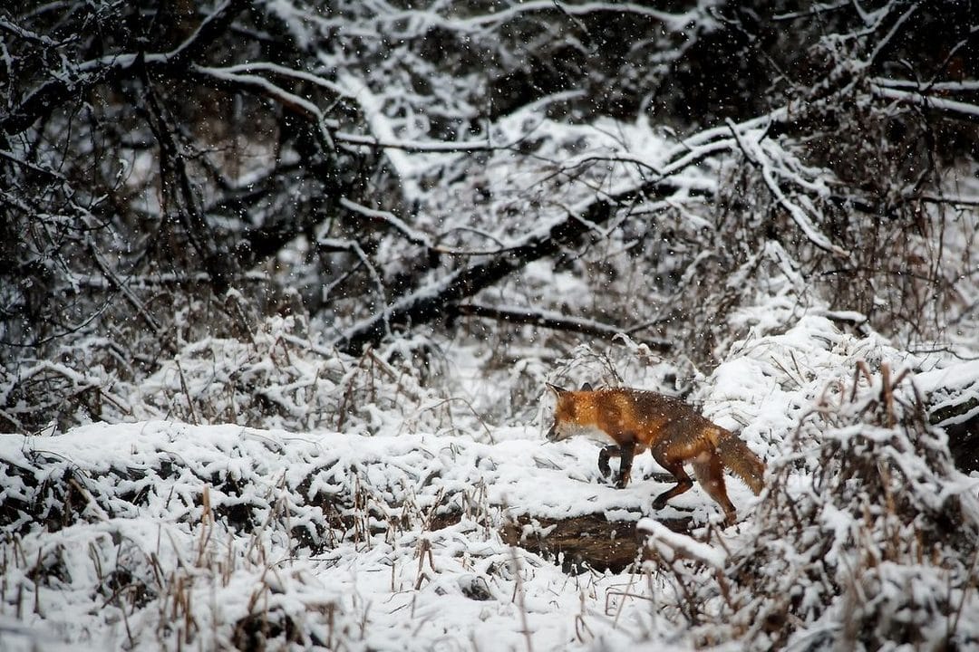 Trapping 101: Foothold Sets for Coyote and Fox That Actually Work
