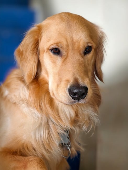 Hunting Dog Training: Retrievers, Pointers, Hounds at Home