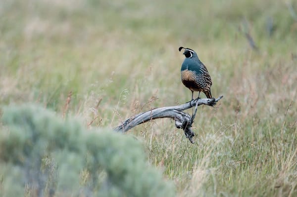 Quail Coveys and Old Southern Ground: A Bobwhite Revival Story