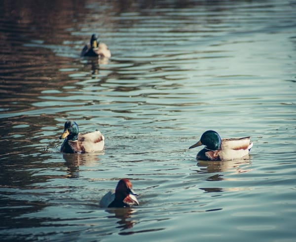 Decoy Spreads for Big Water Divers vs. Small Creek Mallards