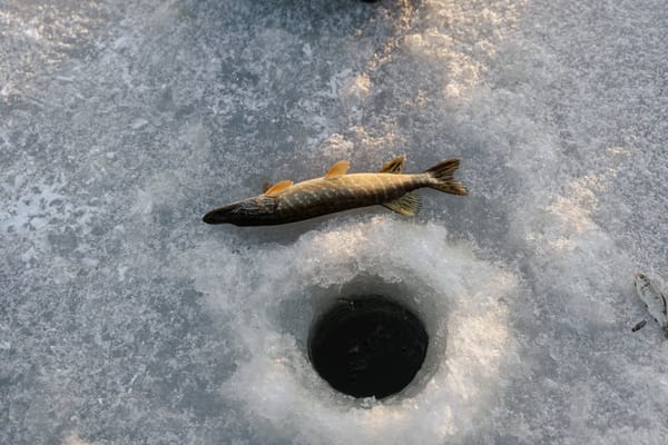 Northern Pike on Topwater: A Violent Joy of a Fish