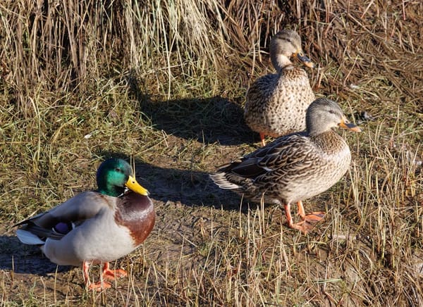 Waterfowling in the Flyway: Mallards, Mudwater, and the Long Sit