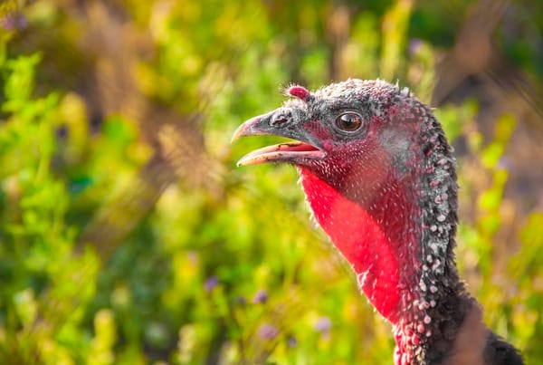 Turkey Hunting the Timber: Soft Calls and the Shock Gobble