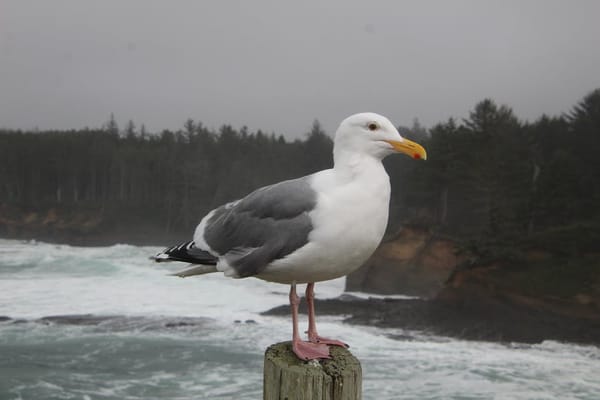 Sea Ducks in the North Atlantic: A Brutal, Beautiful Hunt