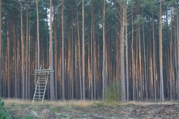 Why Your Treestand Is in the Wrong Spot (And How to Fix It)