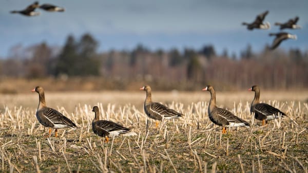 Honker Geese in the Cornfield: Layout Blinds and Realistic Expectations