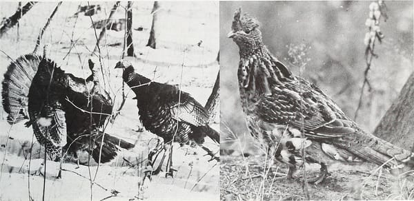 Spring Turkey 2026: Why the May Wisconsin Hunt Beat South Dakota Public Land for the Third Consecutive Year