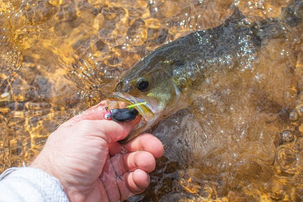 Smallmouth Bass in Low, Clear Rivers: The Finesse Tactics That Still Draw Bites in August Heat