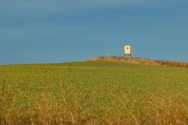 Scouting Dove Fields in August: Finding the Ones That Will Still Be Loaded on Opening Day