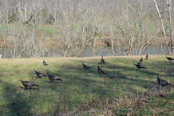 Fall Turkey Hunting: Breaking Up the Flock and Why Fall Calling Isn't Spring Calling