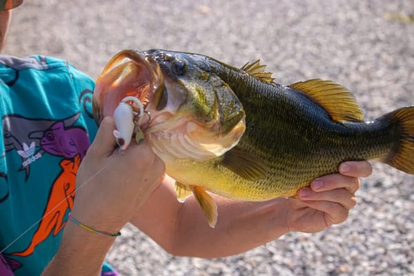 Summer Ledge Fishing for Largemouth Bass: The Deep-Structure Pattern That Wins When August Heat Empties the Banks