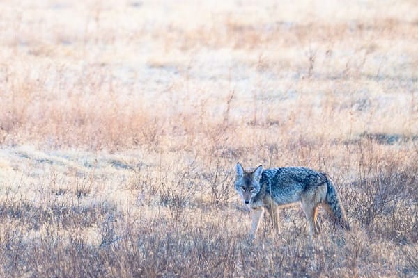Fall Coyote Calling: Why September Beats January for Predator Hunting