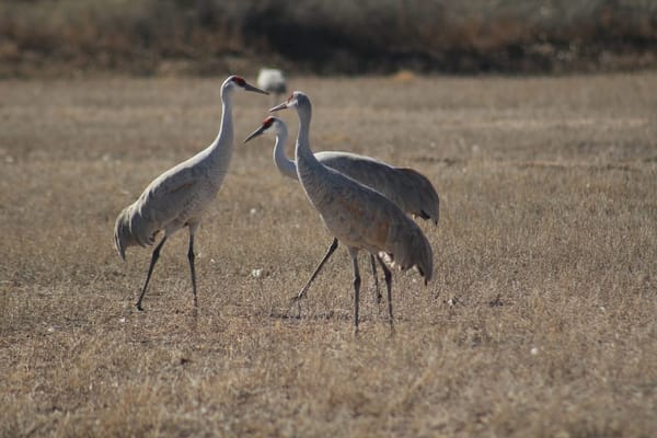 Sandhill Crane Hunting in September: The Dakota Opener and How to Fool a Bird Smarter Than a Turkey