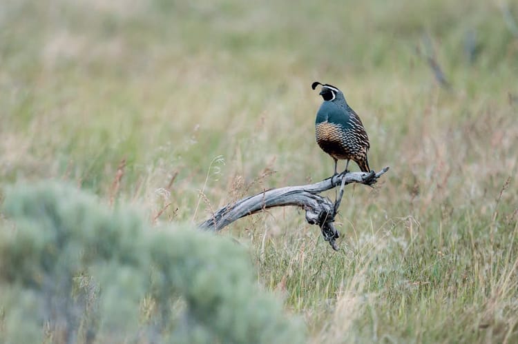 Quail Coveys and Old Southern Ground: A Bobwhite Revival Story