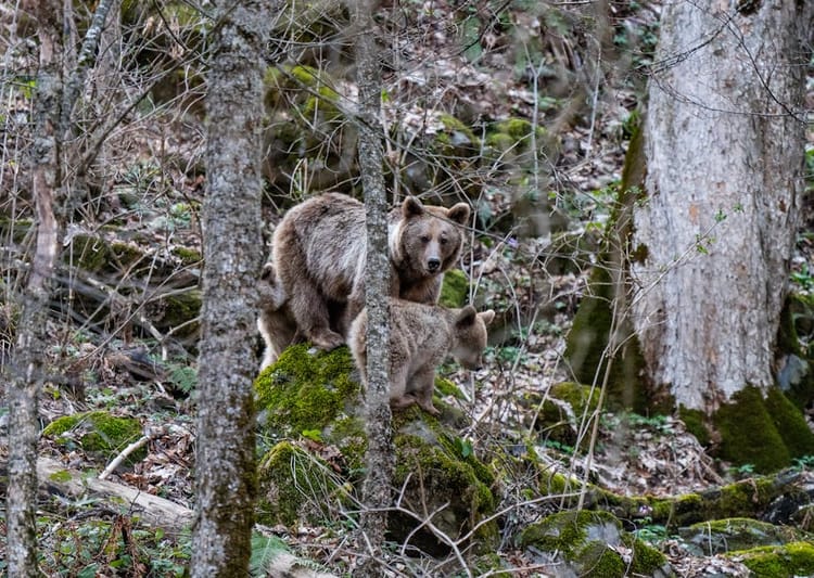 Bear Hunting Over Bait in the Idaho Panhandle: A Realistic Look