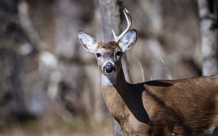 Deer Hunting 101: Everything a First-Timer Needs to Know Before Opening Day