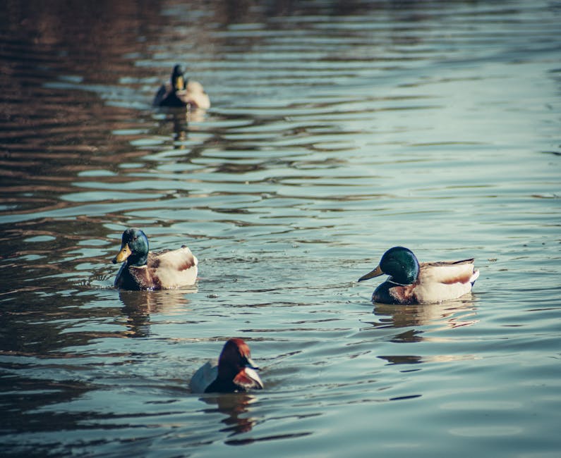 Decoy Spreads for Big Water Divers vs. Small Creek Mallards