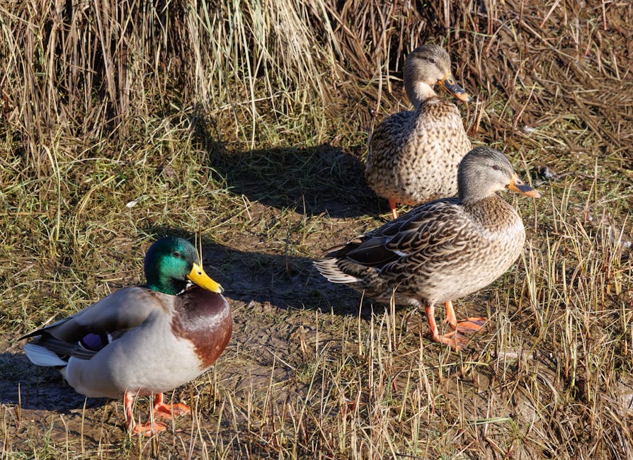 Waterfowling in the Flyway: Mallards, Mudwater, and the Long Sit