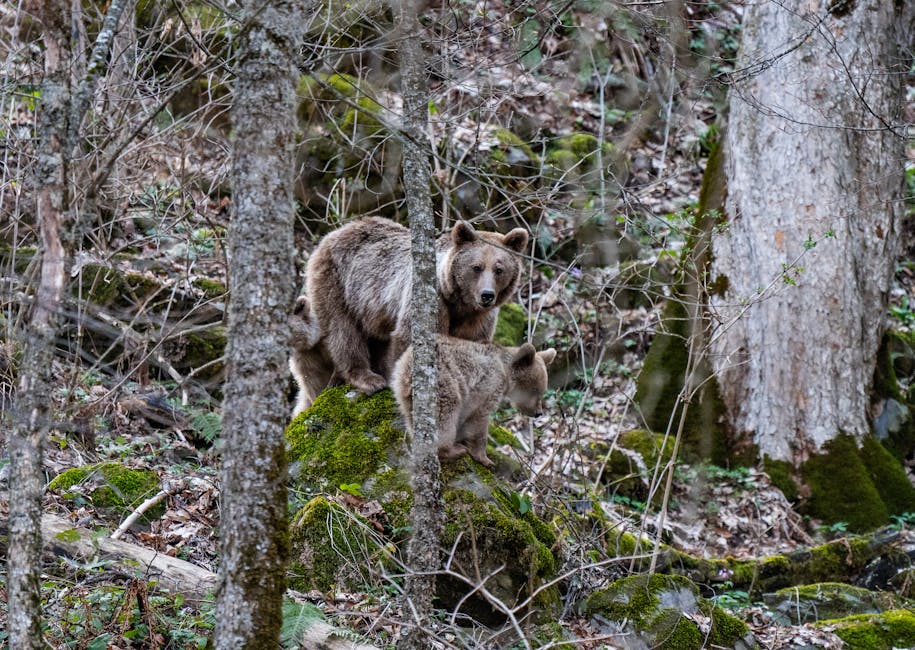 Bear Hunting Over Bait in the Idaho Panhandle: A Realistic Look
