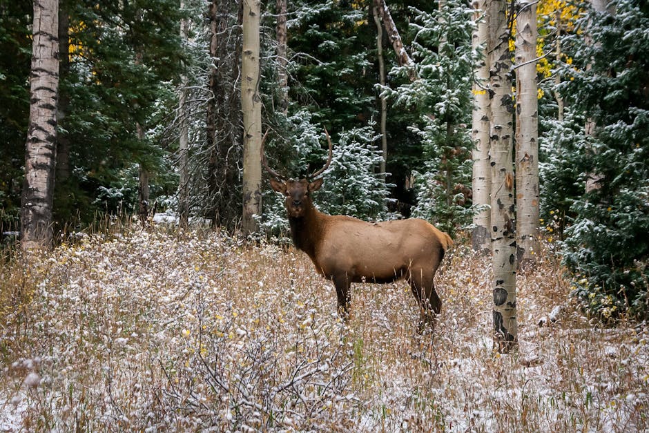 Elk Hunting for the Flatlander: What Nobody Tells You About Altitude