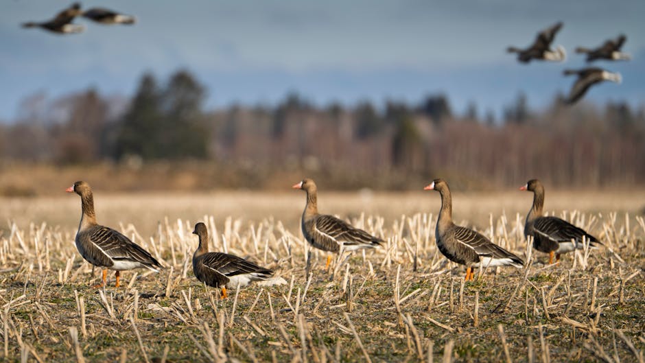 Honker Geese in the Cornfield: Layout Blinds and Realistic Expectations