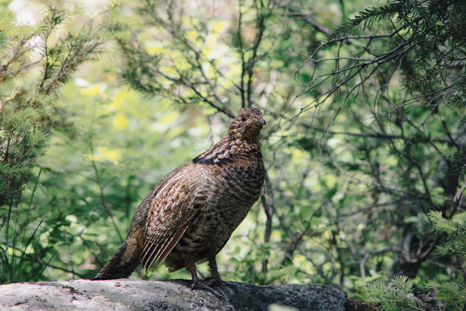 Ruffed Grouse in the Upper Peninsula: Cover, Dogs, and Why You'll Fail at First