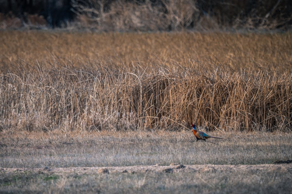 Pheasant Hunting the South Dakota Prairie Without a Guide